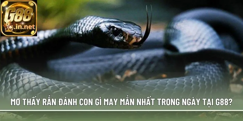 Mơ thấy rắn đánh con gì