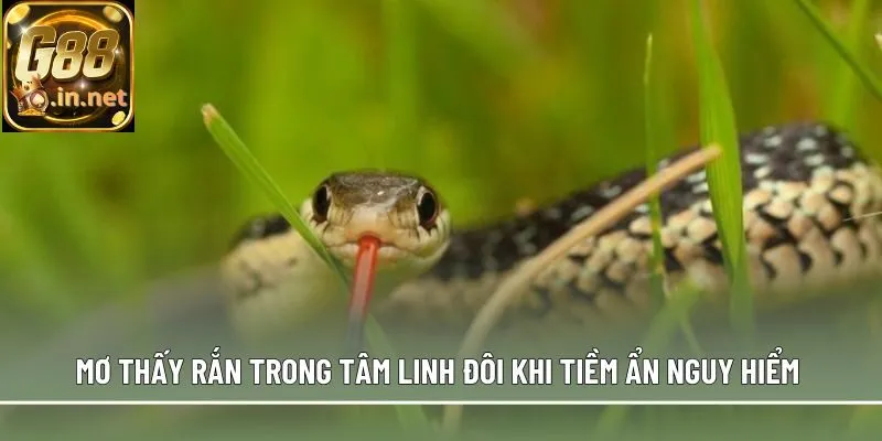 Mơ thấy rắn trong tâm linh đôi khi tiềm ẩn nguy hiểm