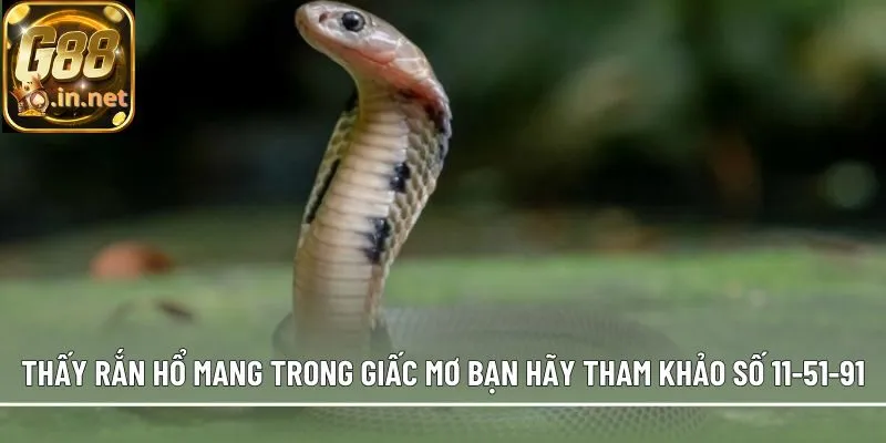 Thấy rắn hổ mang trong giấc mơ bạn hãy tham khảo số 11-51-91